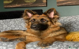 German Shepherd dogs for sale: German shepherd female  - Image 9