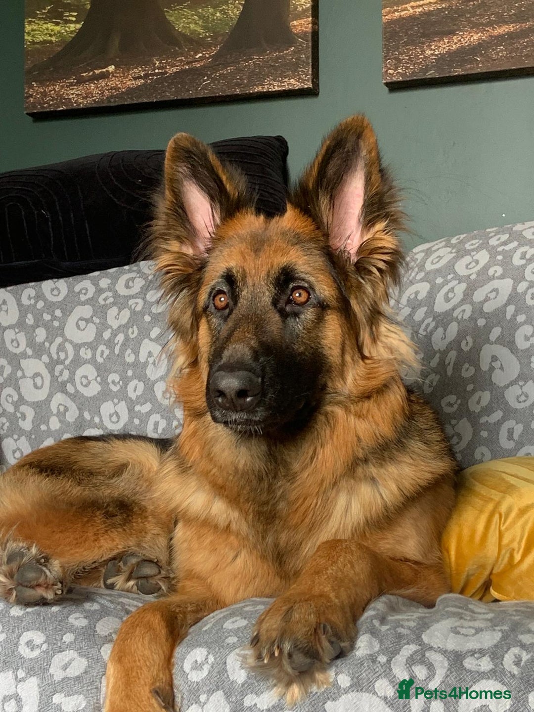 German Shepherd dogs for sale: German shepherd female  - Image 9