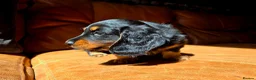 Miniature Dachshund dogs for sale: Stunning Longhaired Mini Dachshund Boys.  - Advert 5