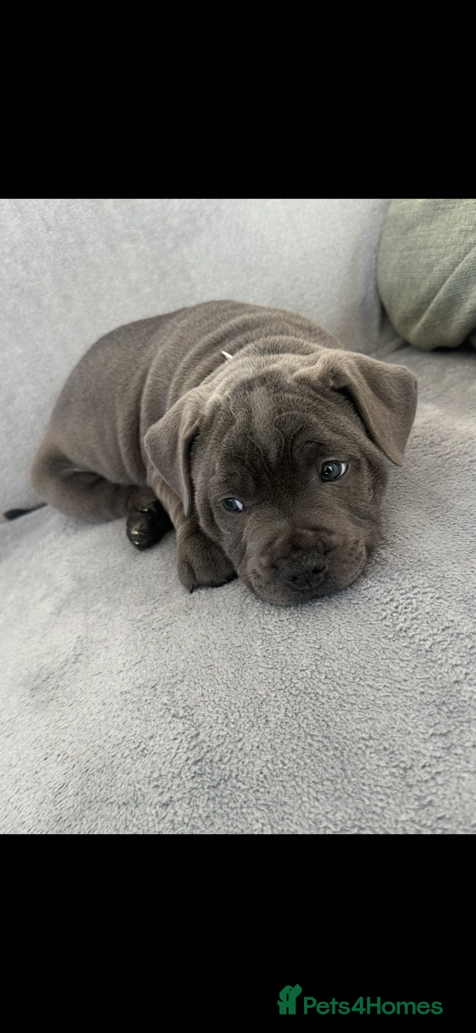 Staffordshire Bull Terrier dogs Staffordshire bull terrier  - Advert 2