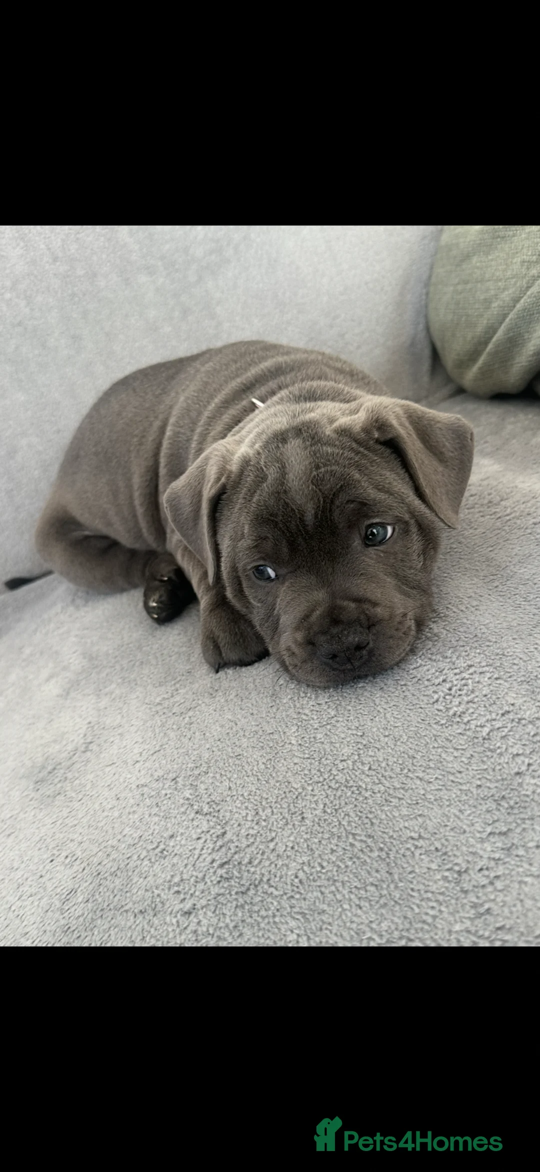 Staffordshire Bull Terrier dogs for sale: Staffordshire bull terrier  - Advert 2