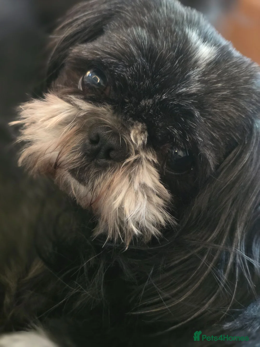 Shih Tzu dogs for sale: Stunning KC registered Standard Shih Tzu Puppies  in Bradford - Advert 2