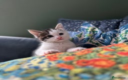 British Shorthair cats for sale: 4 adorable 9 week old kittens for sale - Image 7