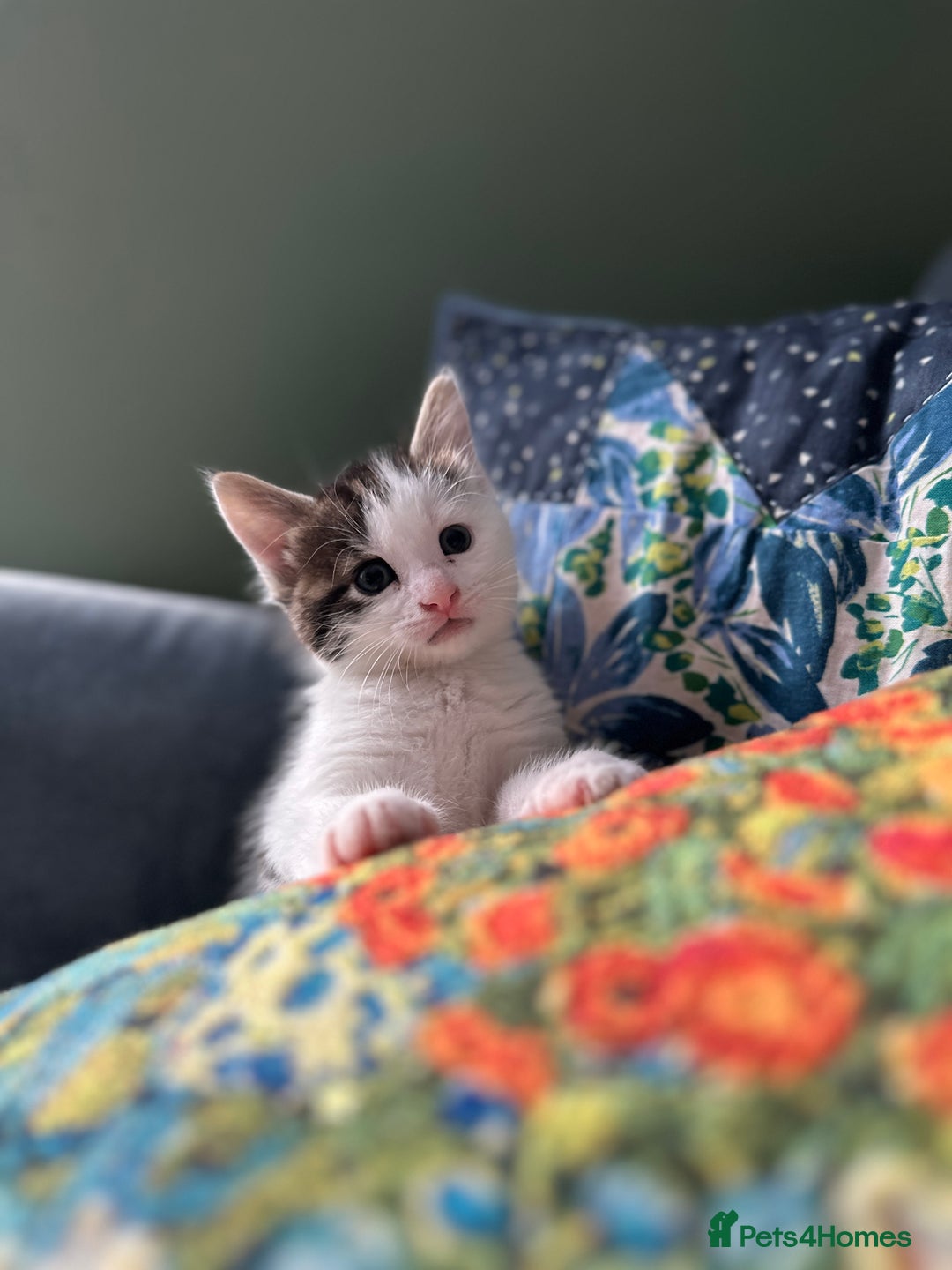 British Shorthair cats for sale: 4 adorable 9 week old kittens for sale - Image 7