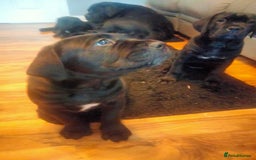 Cane Corso dogs for sale: Cane Corso puppies 14/11/25 - Image 12