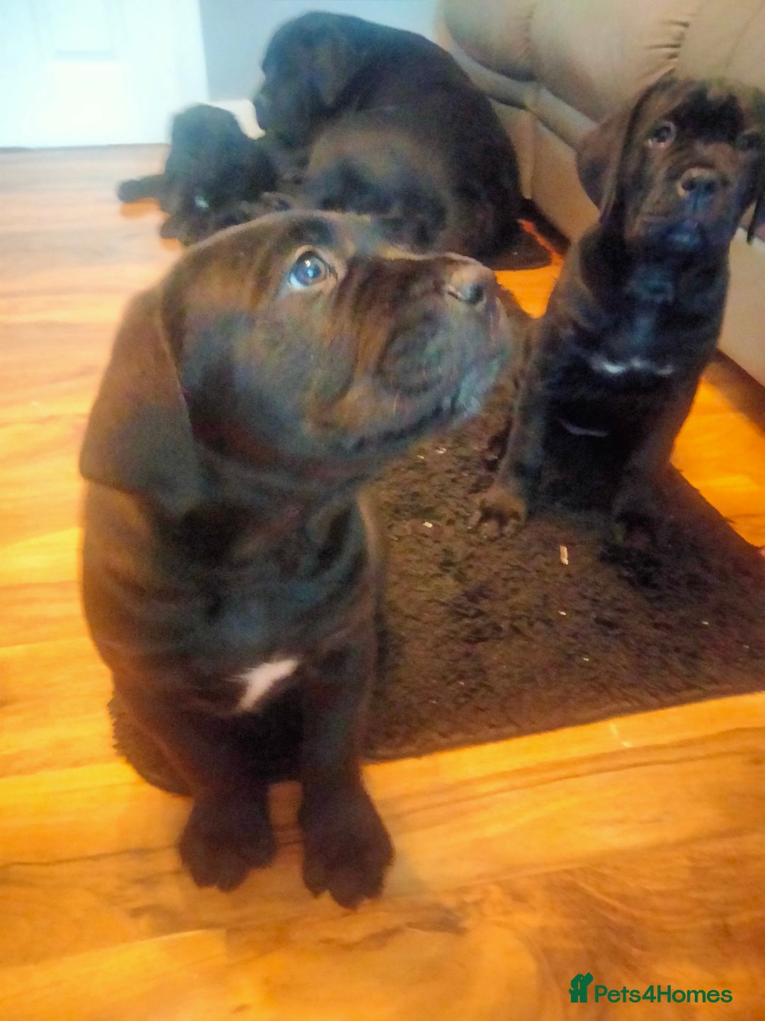 Cane Corso dogs for sale: Cane Corso puppies 14/11/25 - Image 12