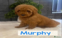 Miniature Poodle dogs for sale: Gorgeous Red Minature Poodles Puppies  - Image 25