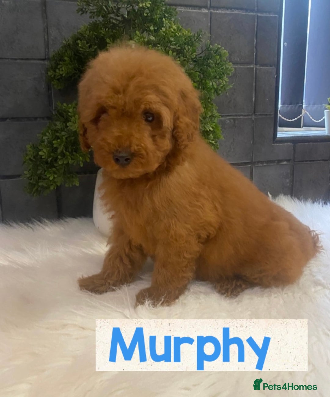 Miniature Poodle dogs for sale: Gorgeous Red Minature Poodles Puppies  - Image 25