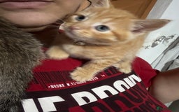 Mixed Breed cats for sale: 1ginger boy beautiful kitten left£150 uno  in London - Image 7