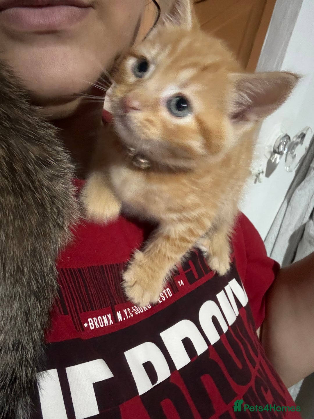 Mixed Breed cats for sale: 1ginger boy beautiful kitten left£150 uno  in London - Image 7