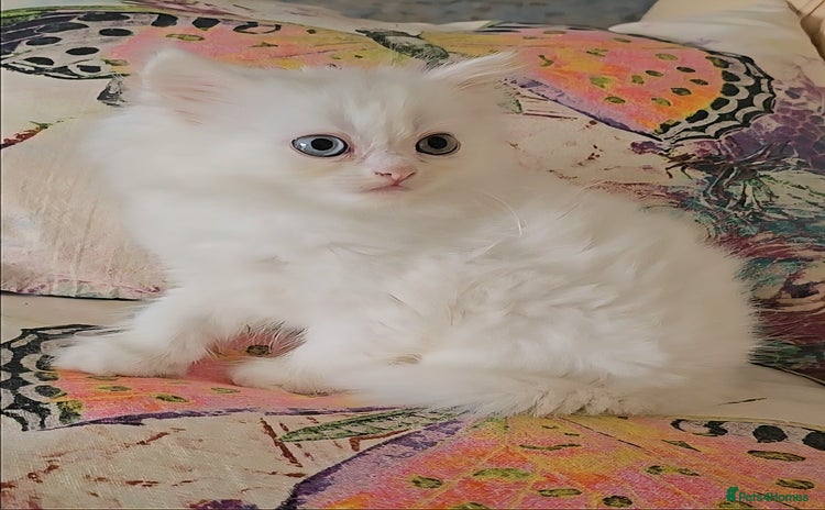 Persian cats - Advert 3