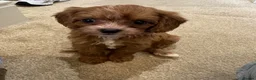 Cavapoo dogs for sale: Tiny toy cavapoos  - Advert 12