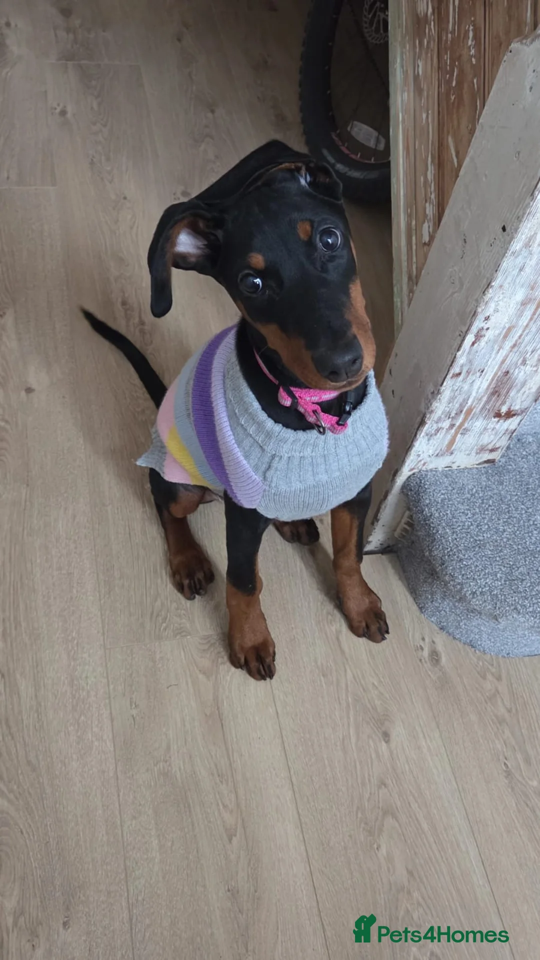 Dobermann dogs for sale: Doberman puppies " all reserved " - Advert 9