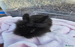 Lionhead rabbits for sale: 8 beautiful babies  - Image 5