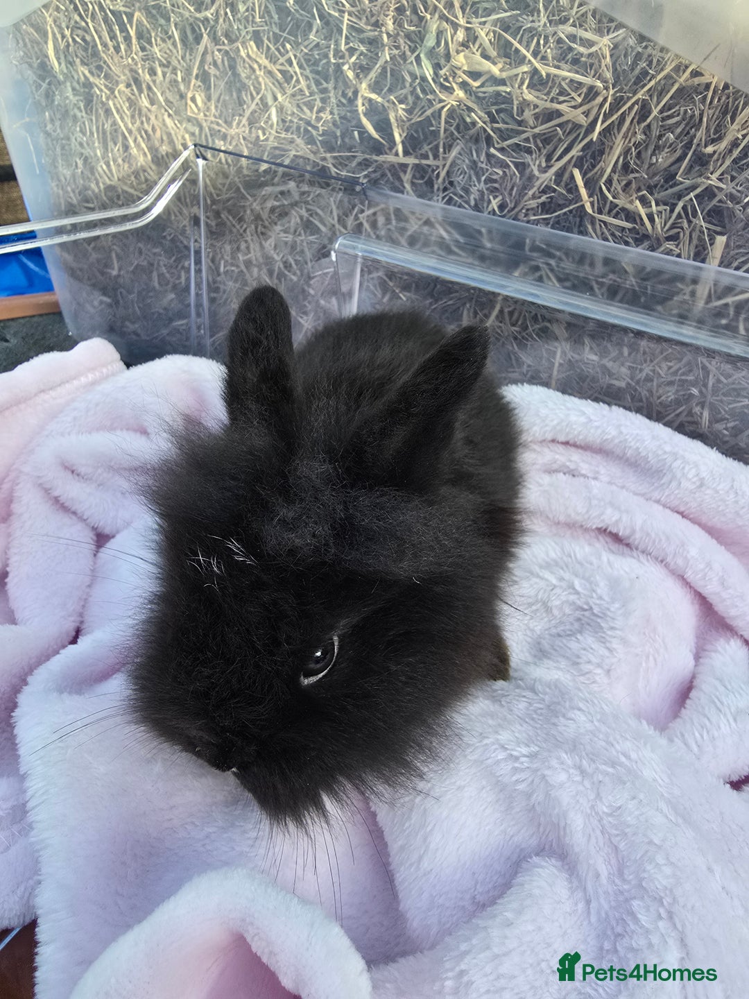 Lionhead rabbits for sale: 8 beautiful babies  - Image 5