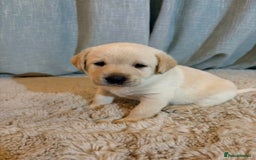 Labrador Retriever dogs for sale: Labrador Puppies - Image 13