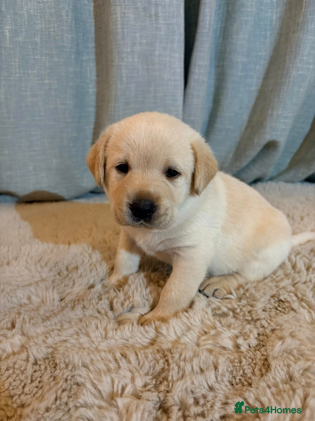 Labrador Retriever dogs for sale: Labrador Puppies - Image 13