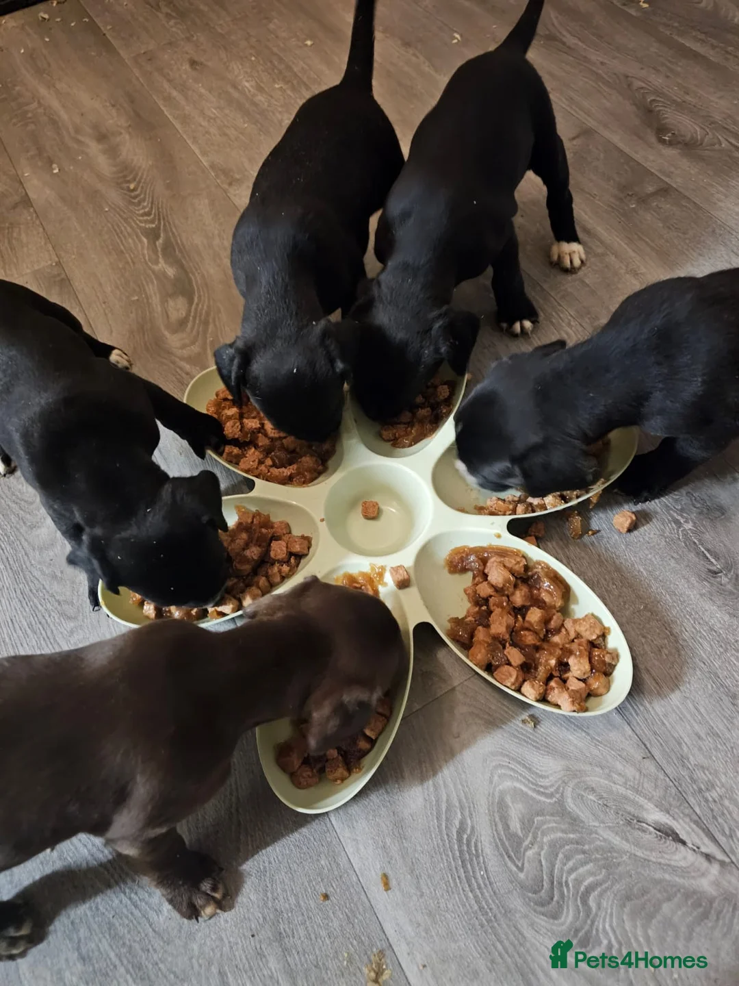 Mixed Breed dogs for sale: 🐶 Cockapoo x Staffy Puppies For Sale 🐶 - Advert 2