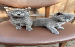 Russian Blue cats for sale: Russian Blue kittens  - Image 3