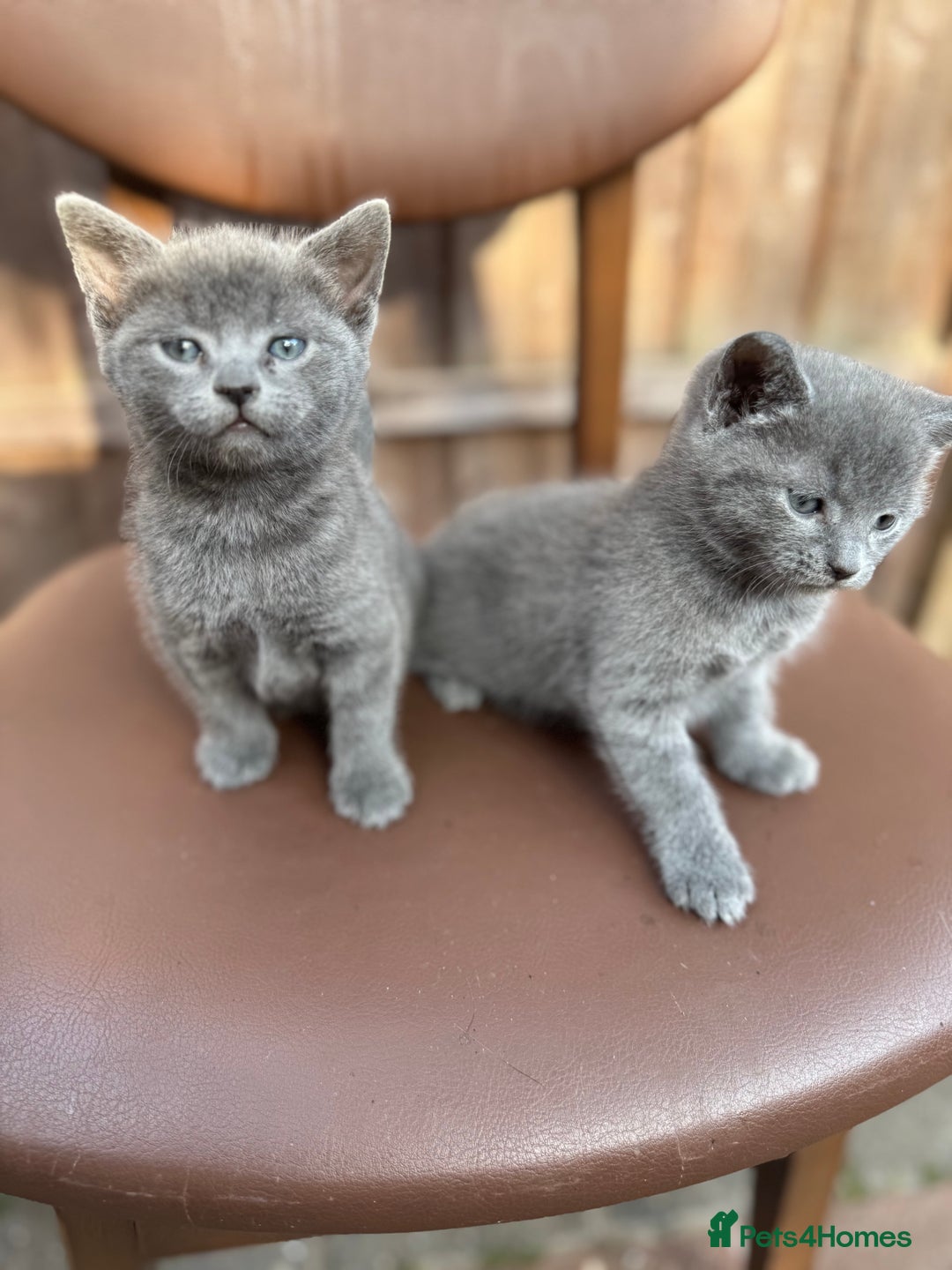 Russian Blue cats for sale: Russian Blue kittens  - Image 3
