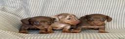 Miniature Dachshund dogs for sale: Miniature smooth coat dachshund puppies - Advert 12