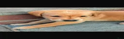 Labrador Retriever dogs for sale: Beautiful Labrador retriever puppies in Reading  - Advert 4