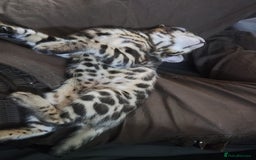 Bengal cats for sale: Rehoming 🐾 ✨ Bengals Beautiful Pedigree ✨ - Image 18