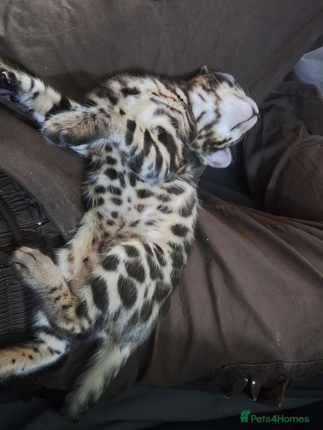 Bengal cats for sale: Rehoming 🐾 ✨ Bengals Beautiful Pedigree ✨ - Image 18