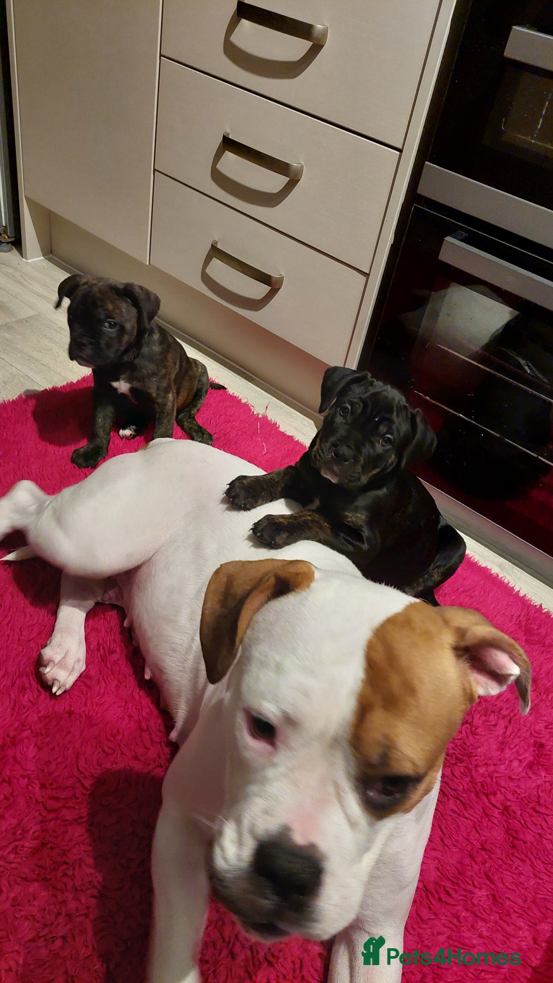 Mixed Breed dogs for sale: Cane Corso cross American bulldog puppy - Advert 12