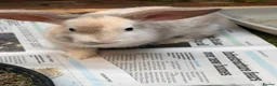 Mini Lop rabbits for sale: Beautiful coloured mini lops - Advert 4