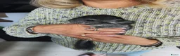 Chinchilla rodents for sale: Baby Grey Chinchilla - 1 male 1 female - Advert 1