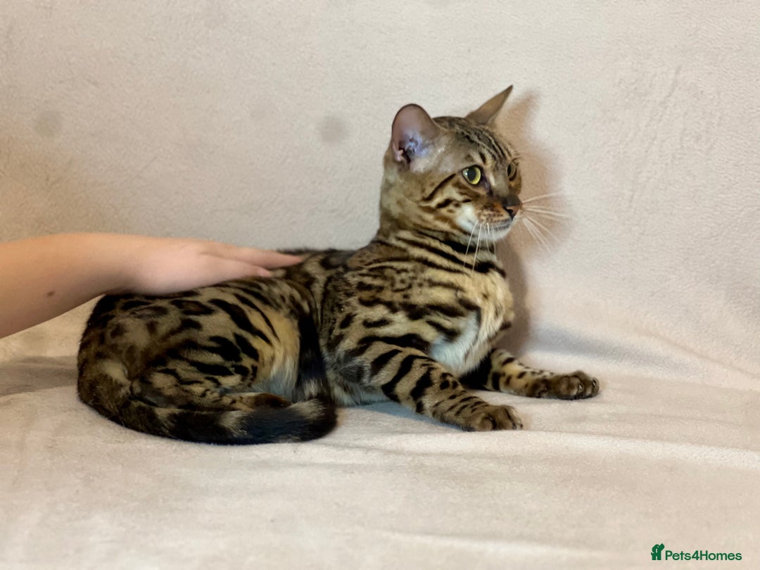 Bengal cats for sale: Pure Bengal Girl - Advert 4