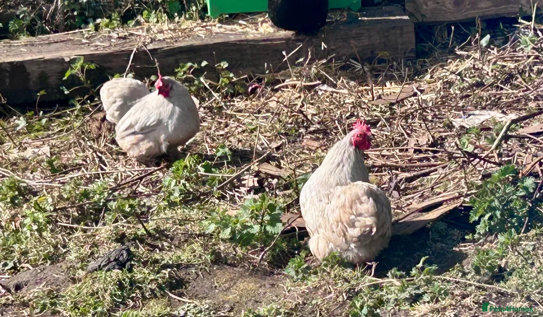 Chickens poultry for sale: Lavender pekins  in Lydney - Advert 2