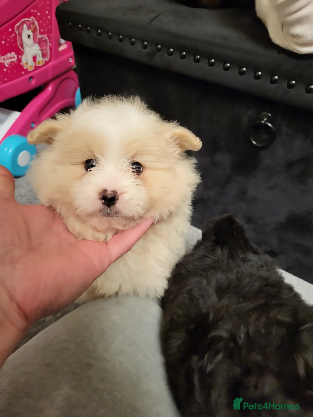 Pomapoo dogs for sale: Beautiful unique pomapoo puppies  - Advert 1