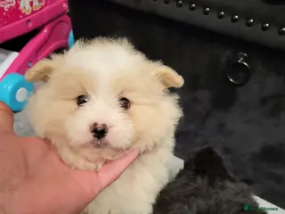 Pomapoo dogs Beautiful unique pomapoo puppies - Advert 3