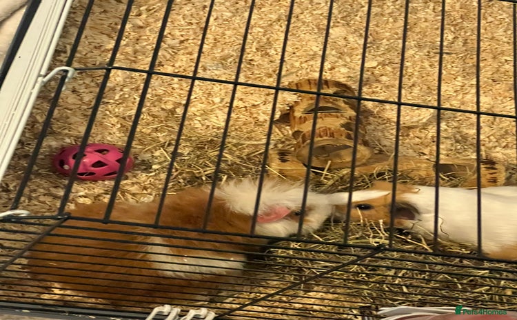 Guinea Pig rodents 2 female guinea pigs  - Advert 3