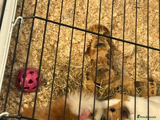 Guinea Pig rodents for sale: 2 female guinea pigs - Advert 1