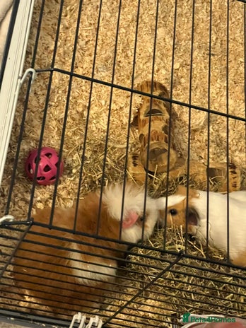 Guinea Pig rodents 2 female guinea pigs - Advert 1