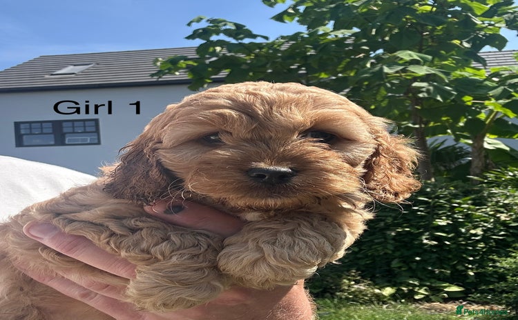 Cockapoo dogs - Advert 1