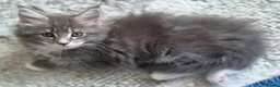 Maine Coon cats for sale: MAINE COON BOY LAST ONE  - Advert 5