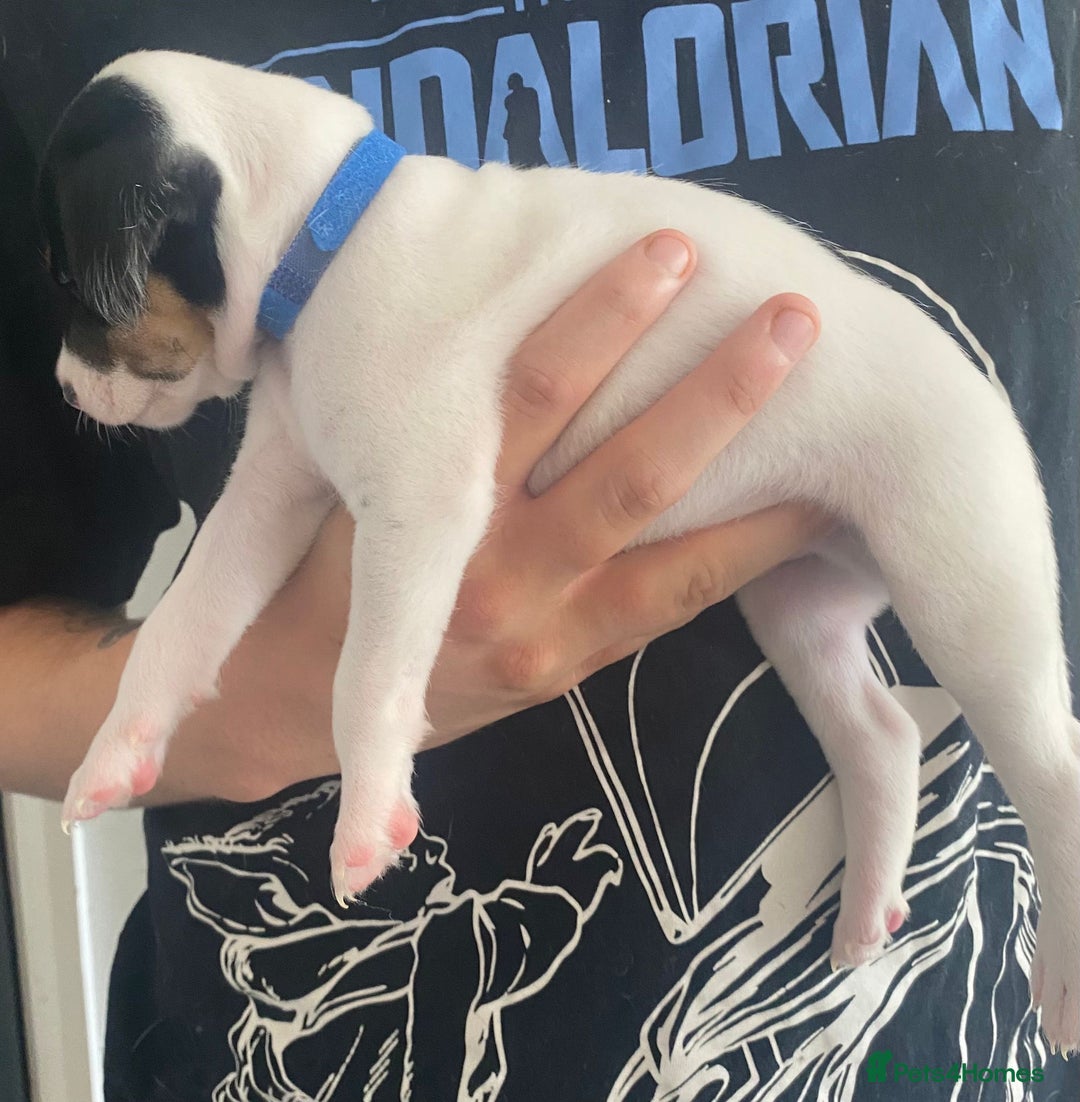 Jack Russell dogs for sale: Puppy jack Russell’s - Image 8
