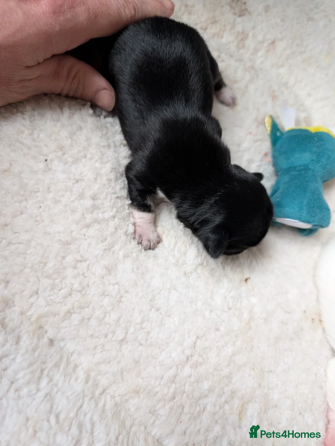 Chihuahua dogs for sale: Tiny chihuahua puppies for sale  - Advert 2