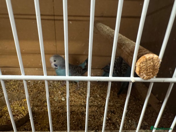 Budgerigars birds - Advert 15