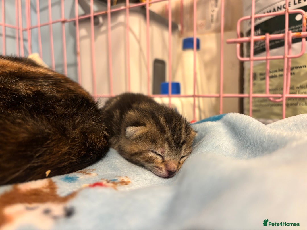 Mixed Breed cats for sale: 5 Gorgeous kittens for reserve - Image 1