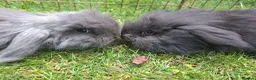 Mini Lion Lop rabbits for sale: Beautiful  baby  rabbits   - Advert 1