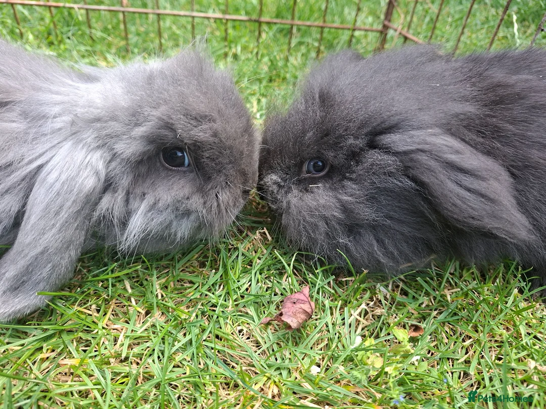 Mini Lion Lop rabbits for sale: Beautiful  baby  rabbits   - Advert 1