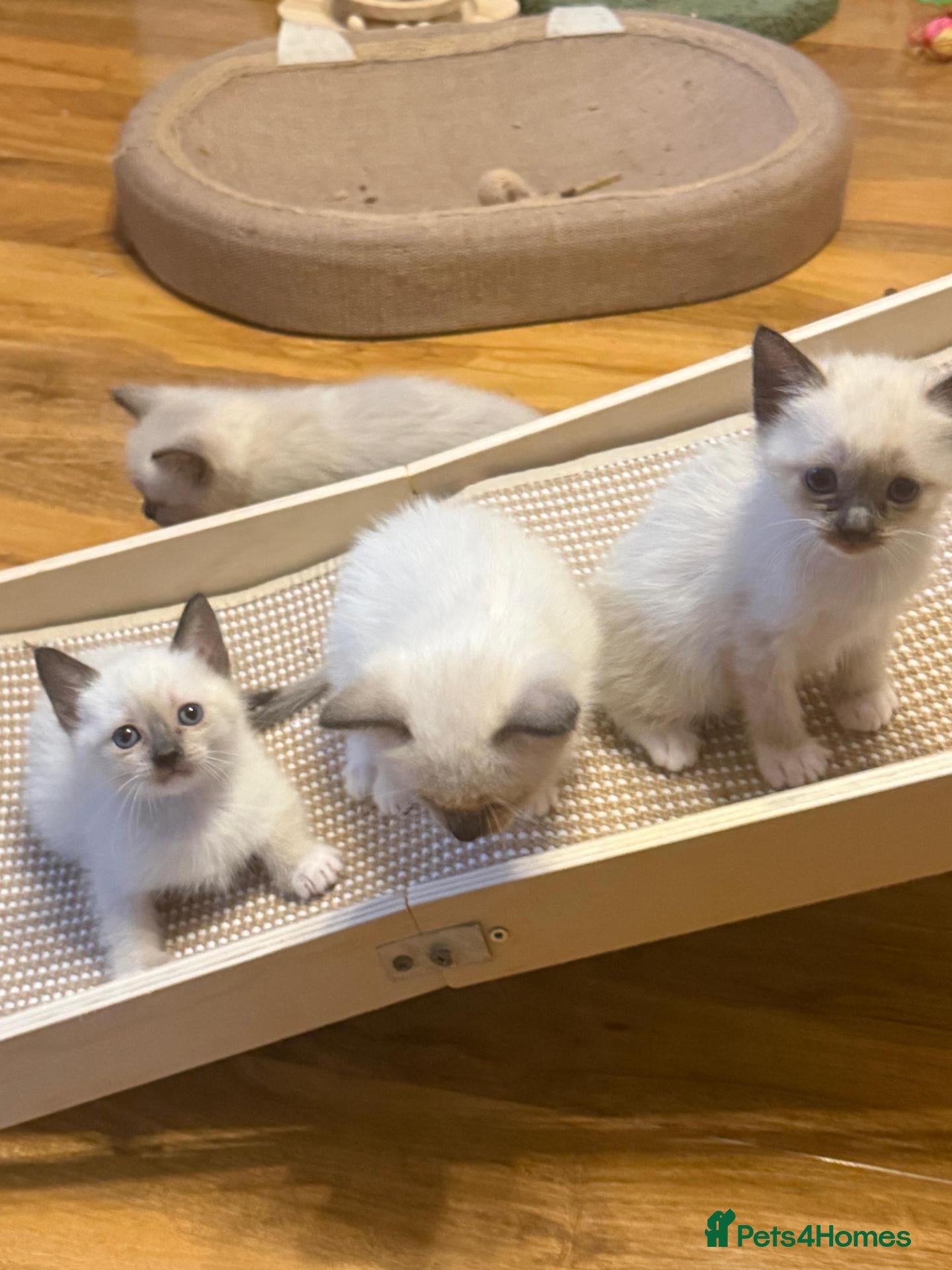 Siamese cats Siamese crosed with Ragdol - Advert 2
