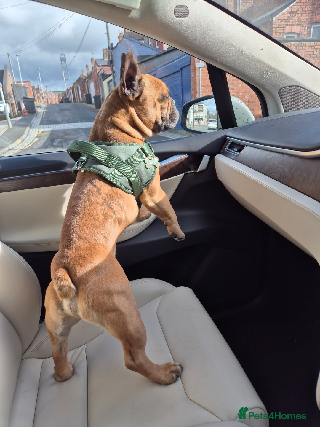 French Bulldog dogs for sale: 3 year old French Bulldog  - Image 3