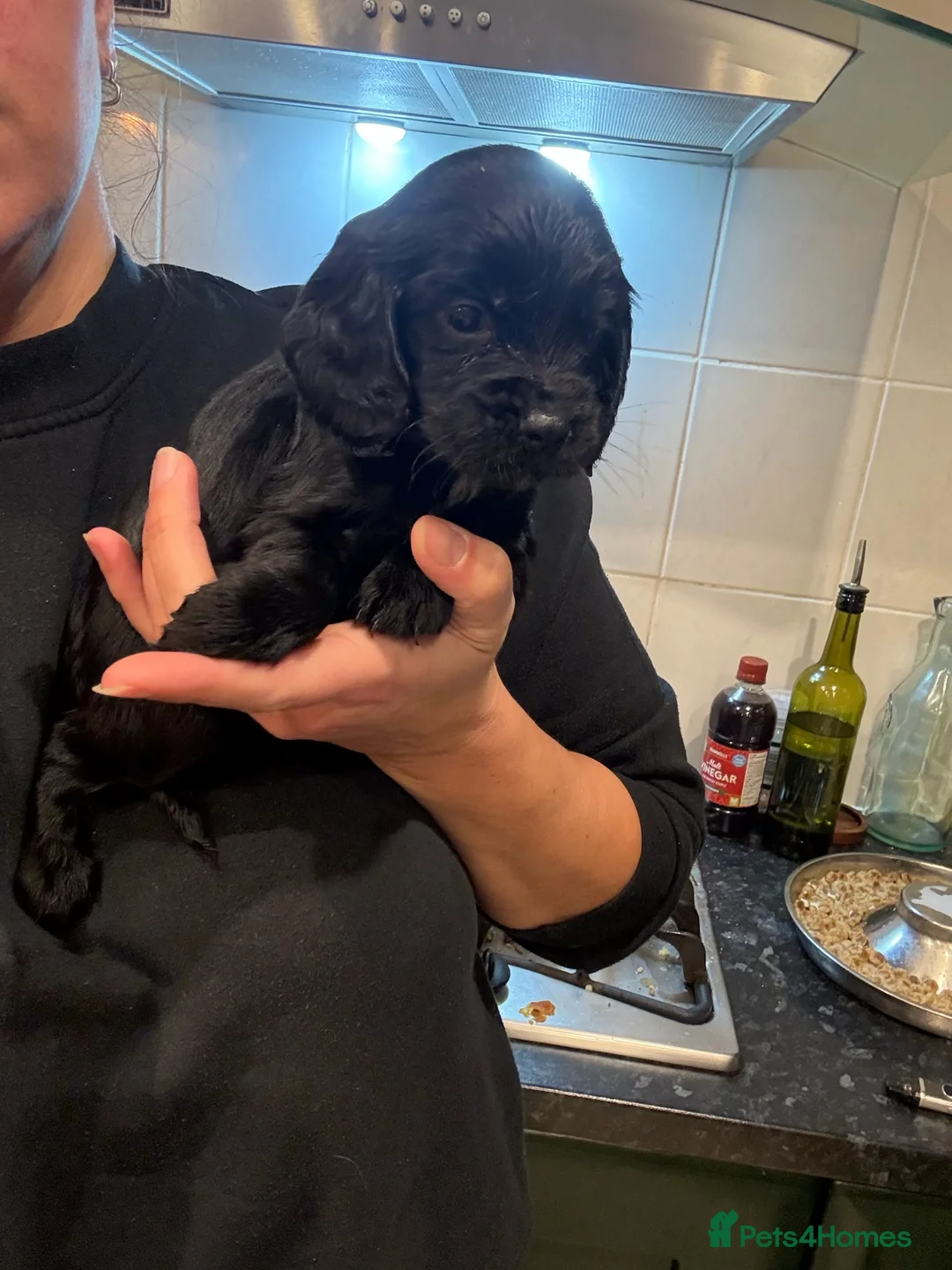 Cocker Spaniel dogs for sale: Working cocker spaniels. Fantastic pedigree  - Advert 7