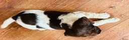 English Springer Spaniel dogs for sale: English Springer Spaniel Puppies For Sale - Advert 3